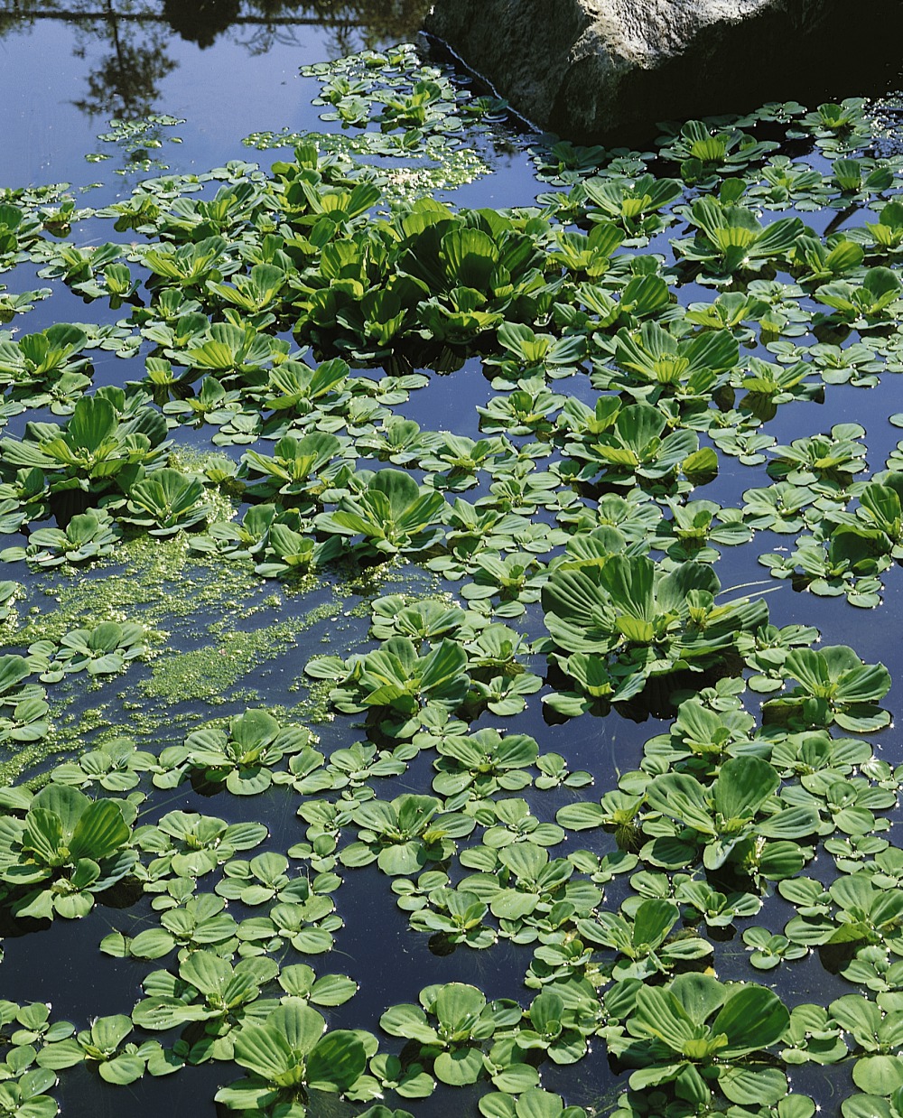 Foto: Wassersalat