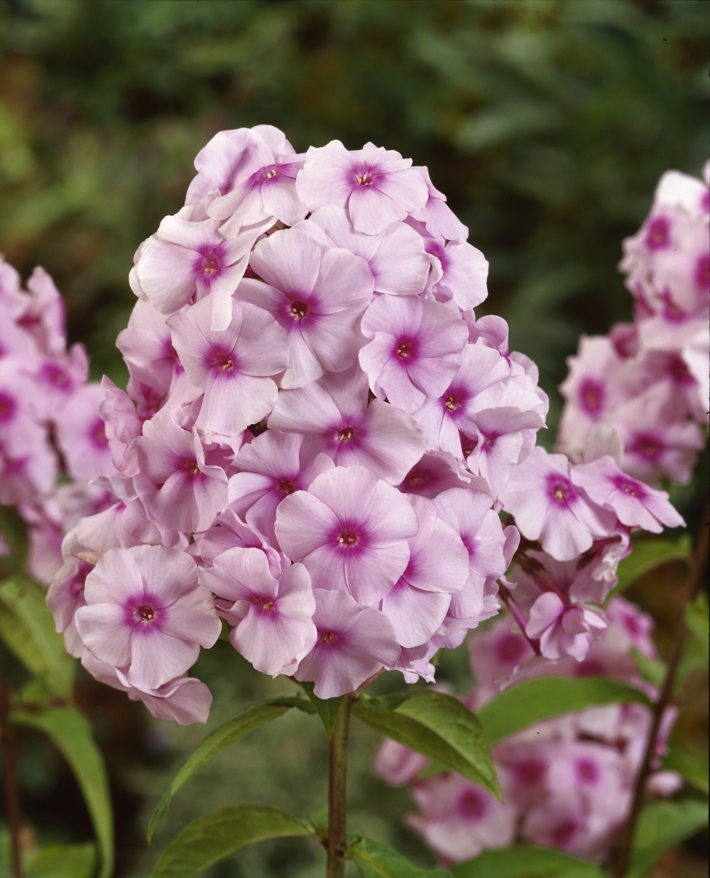 Foto: Phlox, Flammenblume