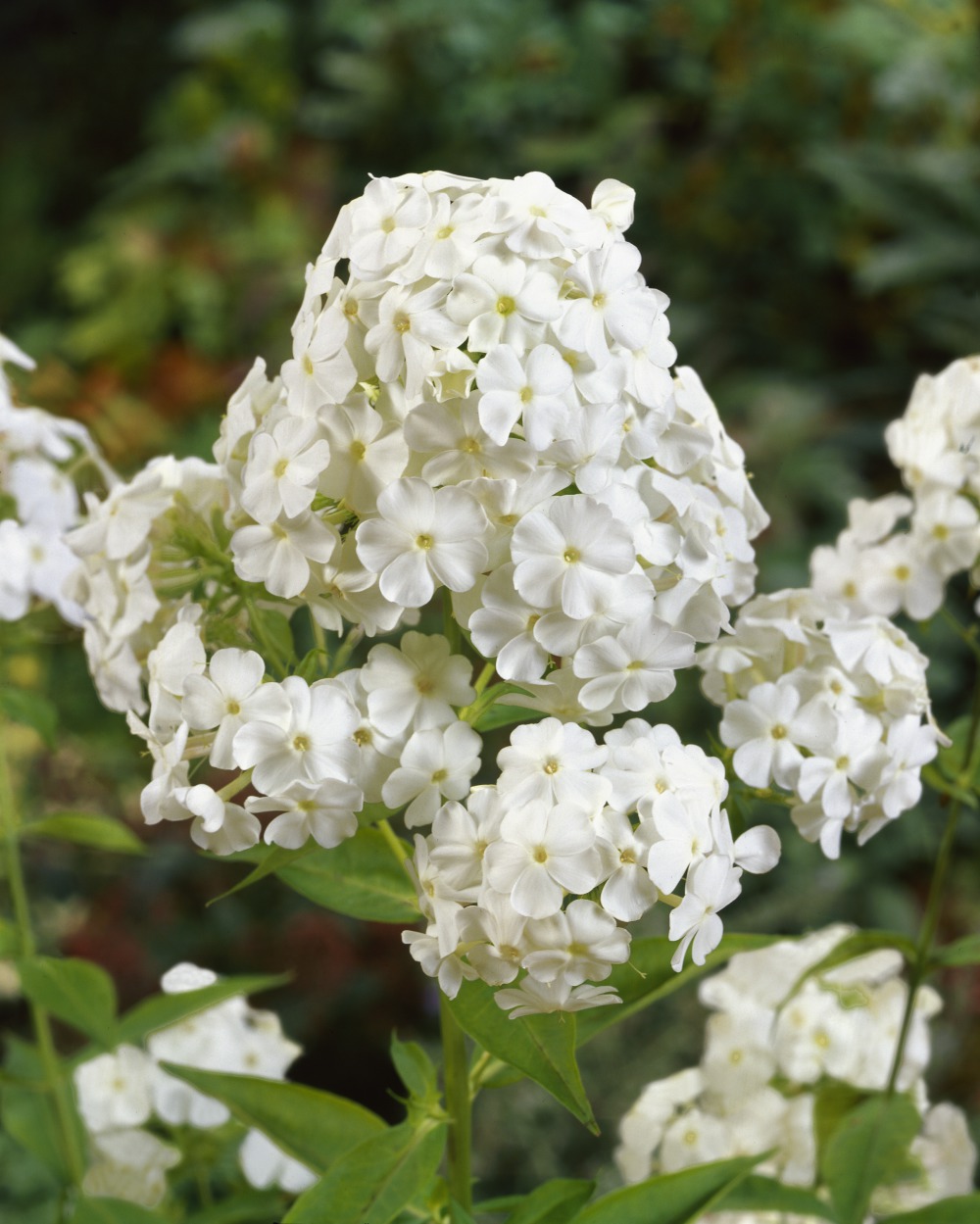 Foto: Phlox, Flammenblume