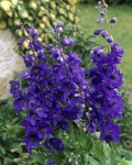 Foto: Rittersporn violett
