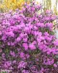 Foto: Frühlingsrhododendron