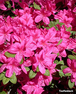 Foto: Japanische Azalea