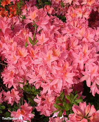 Foto: Gartenazalea