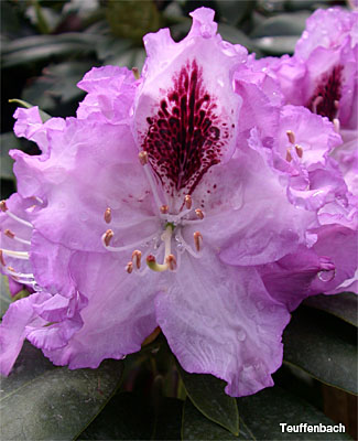 Foto: Rhododendron