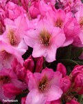 Foto: Rhododendron