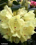 Foto: Rhododendron