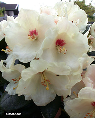 Foto: Rhododendron