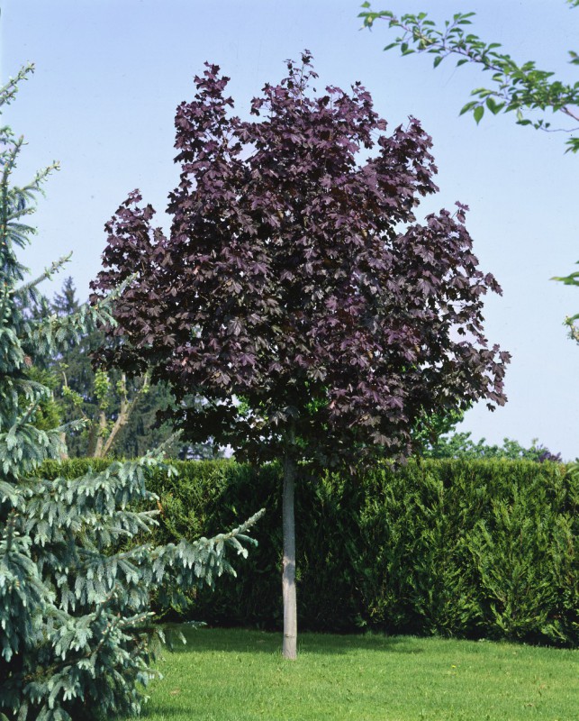 Home Baumschulinfo Baumschulen und Staudengärtner Österreich