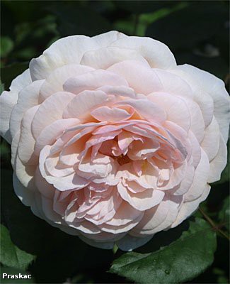 Foto: A Shropshire Lad®