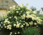 Foto: Rispenhortensie