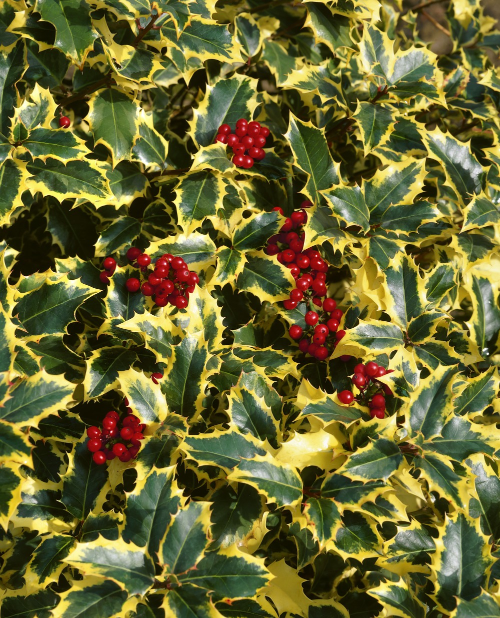 Gelbbunte Stechpalme / Ilex aquifolium Foto: Gelbbunte Stechpalme