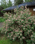 Foto: Rote Heckenkirsche