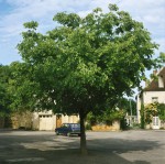 Foto: Zürgelbaum