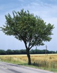 Foto: Gefüllt blühende Vogelkirsche