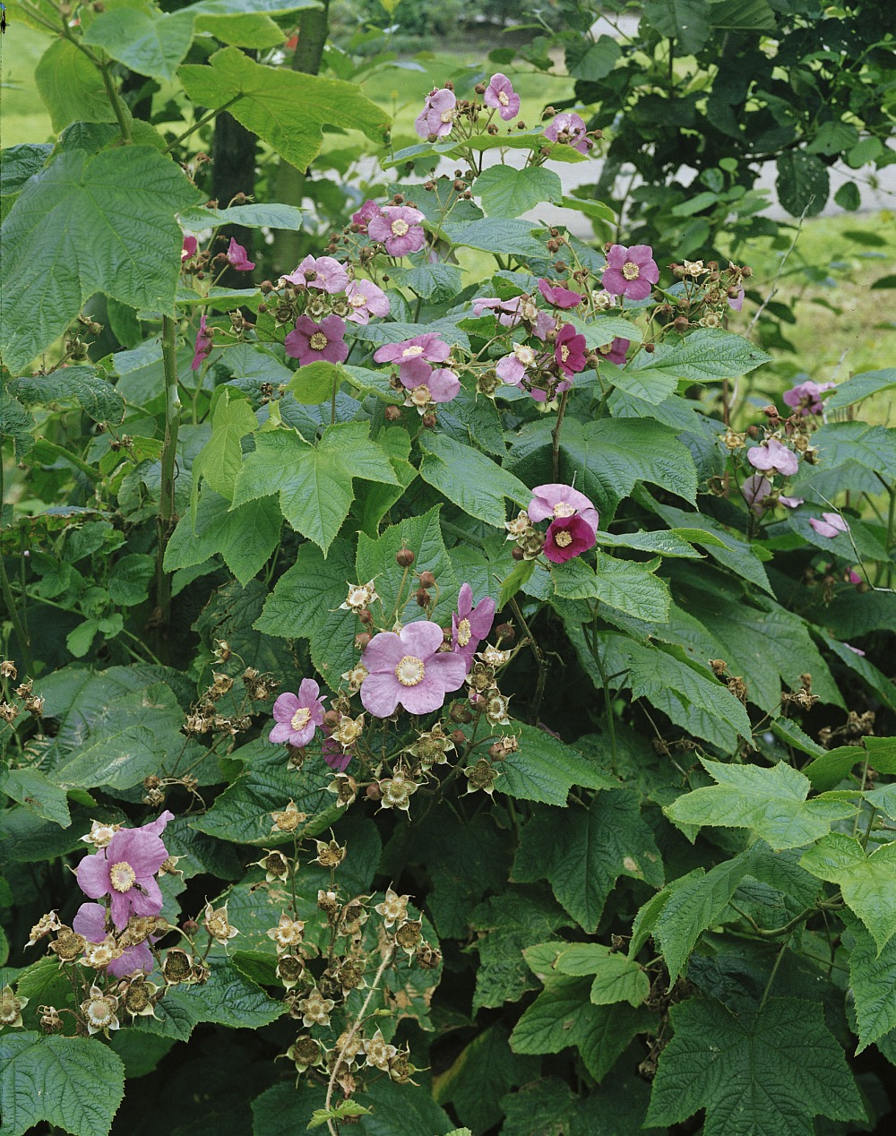Duftende Brombeere / Rubus odoratus Foto: Duftende Brombeere