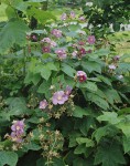 Foto: Duftende Brombeere