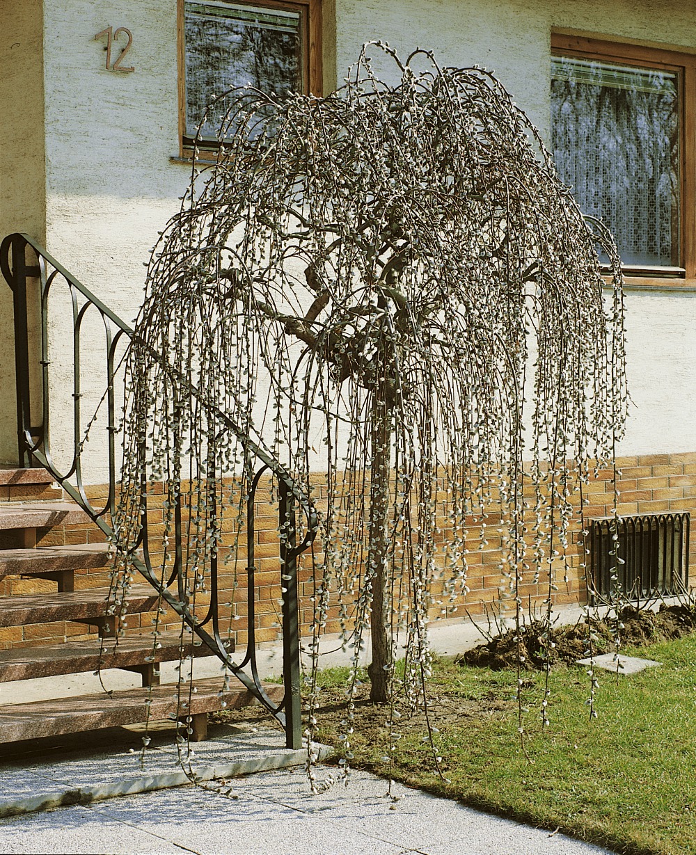 Hänge-Palmkätzchen / Salix caprea Foto: Hänge-Palmkätzchen