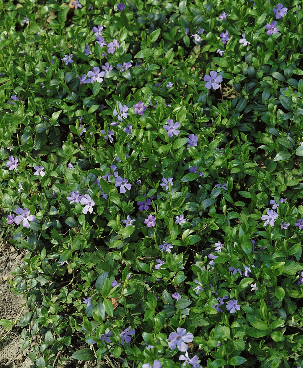 Foto: Kleinblättriges Immergrün