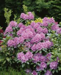 Foto: Rhododendron 