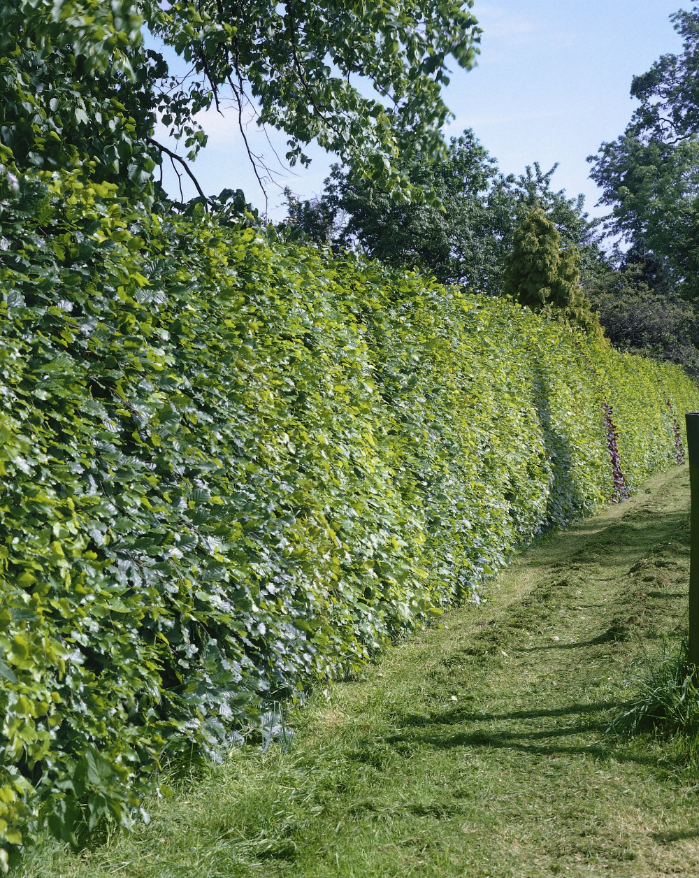 Foto: Heimische Rotbuche