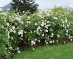 Foto: Immergrüner Duftschneeball