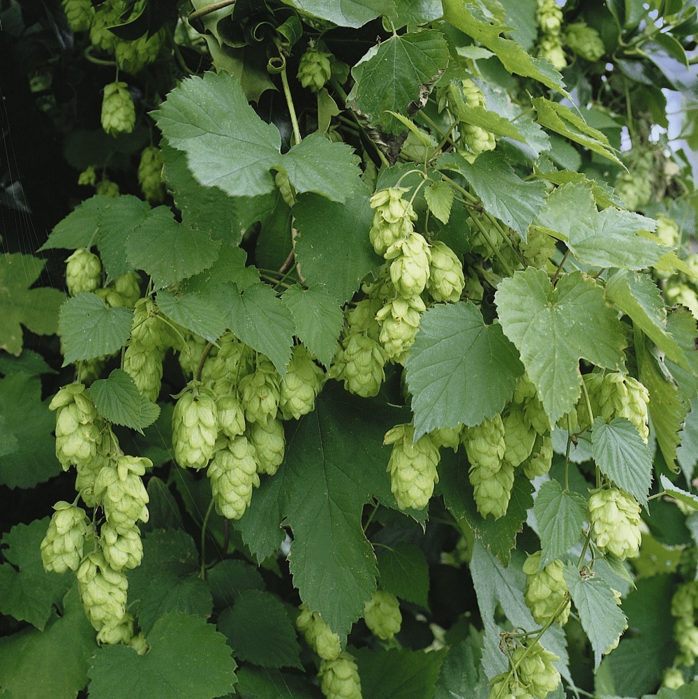 Foto: Hopfen