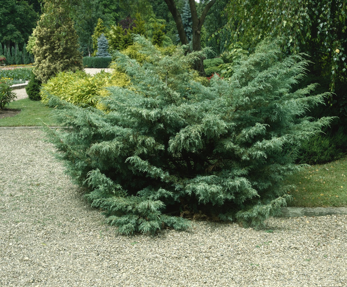 Foto: Blauer Strauchwacholder