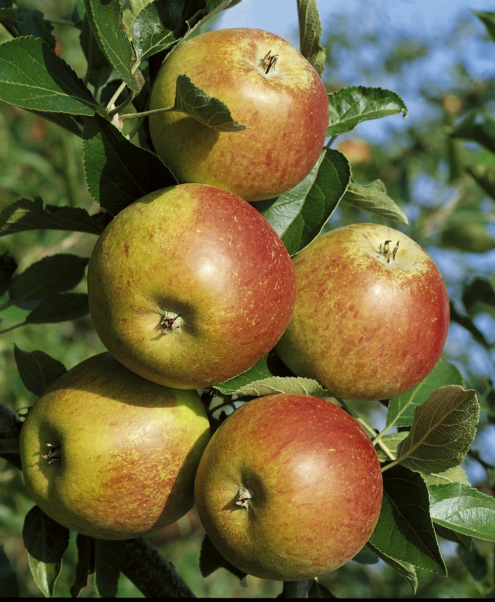 Foto: Herbstapfel Cox Orangen Renette 