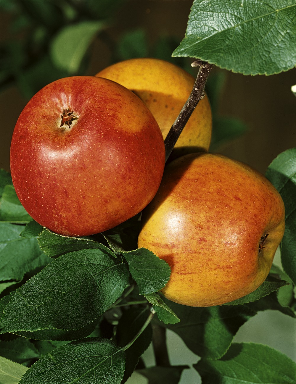 Foto: Winterapfel Goldparmäne