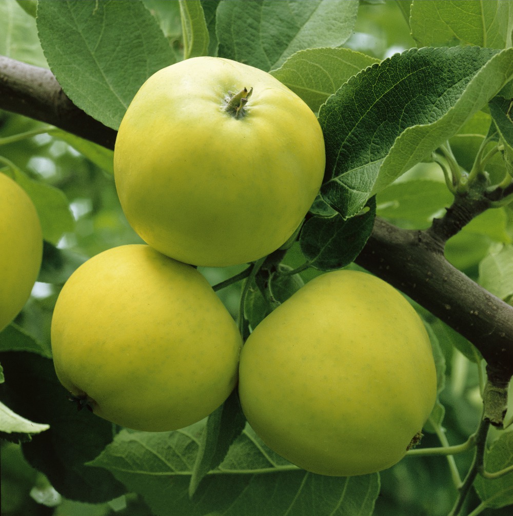 Foto: Sommerapfel Weisser Klarapfel