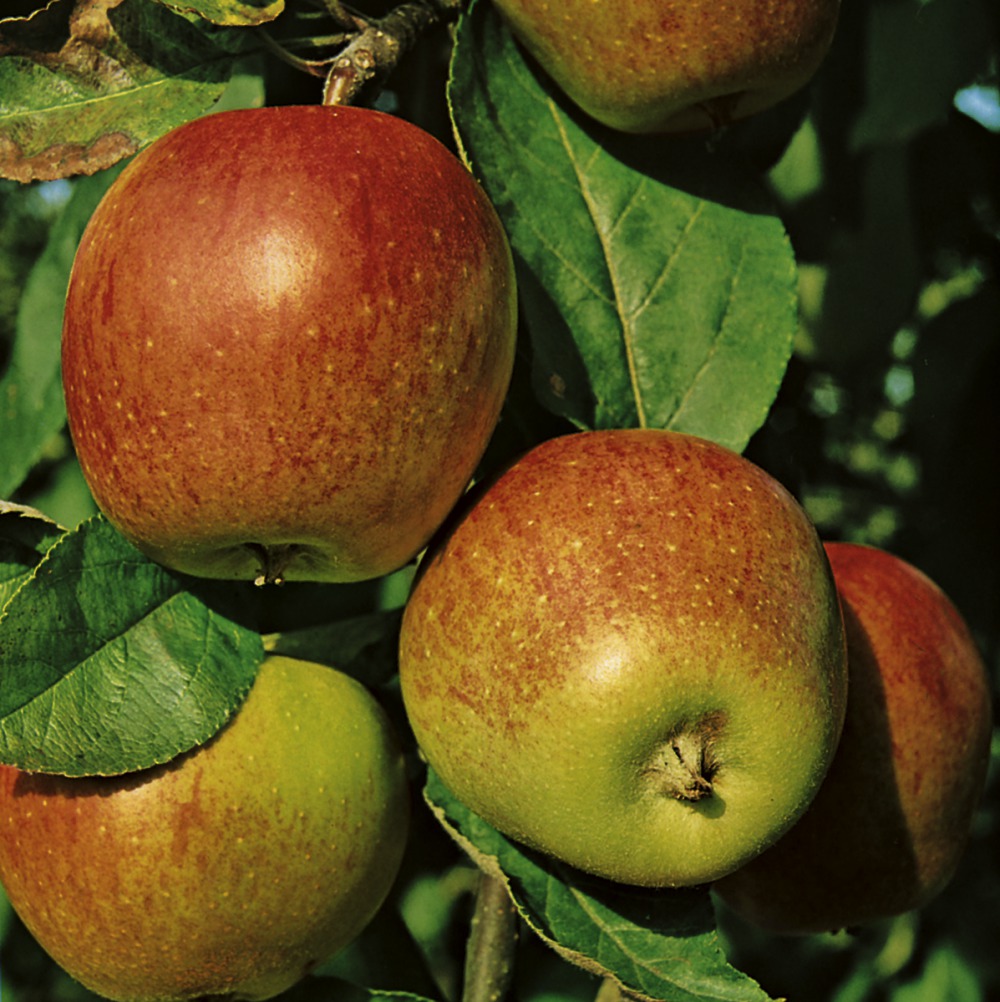 Foto: Mostapfel Rheinischer Bohnapfel