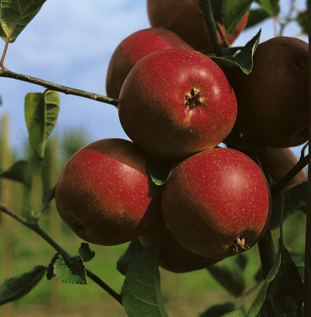 Foto: Sommerapfel Summerred