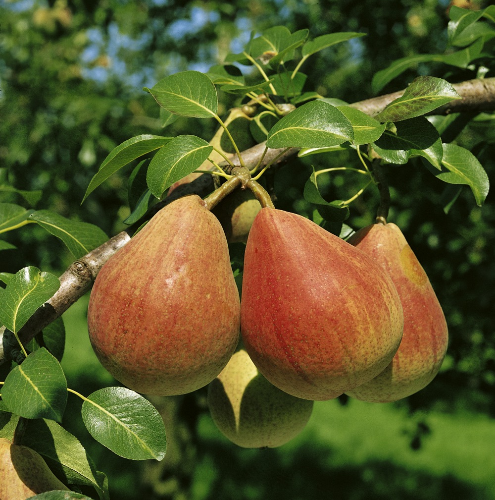 Foto: Sommerbirne Clapps Liebling