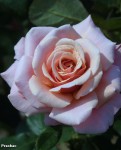 Foto: Charming Rose®