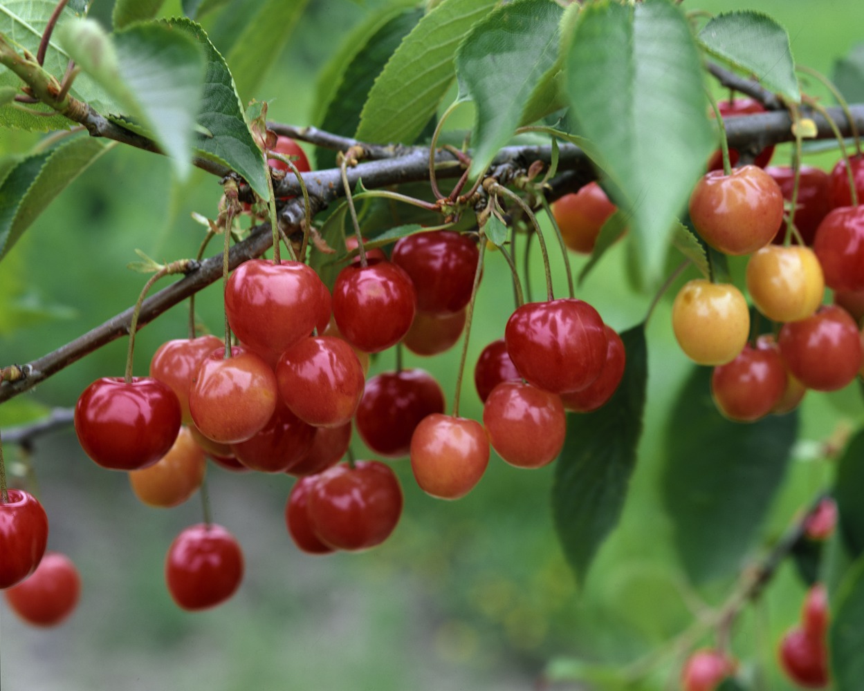 Foto: Weichsel Königin Hortensie