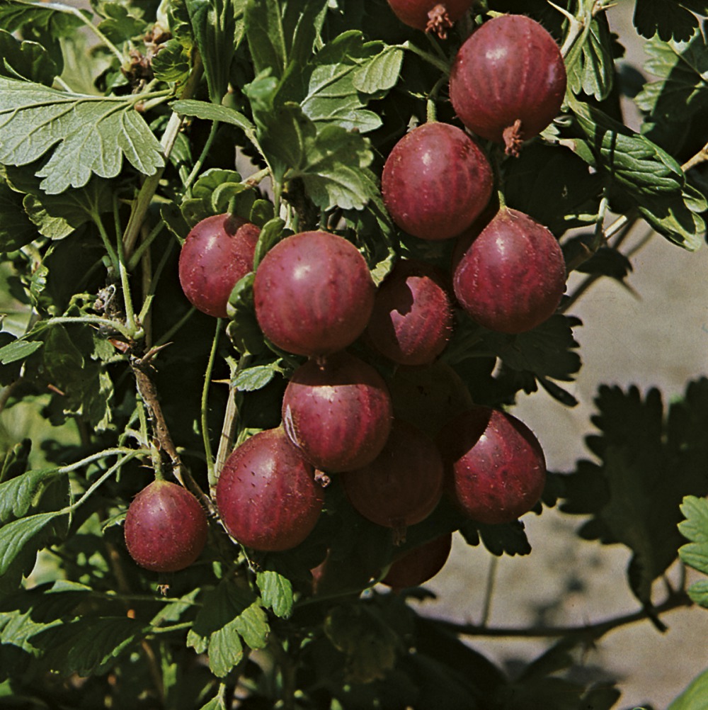 Foto: Stachelbeere rot