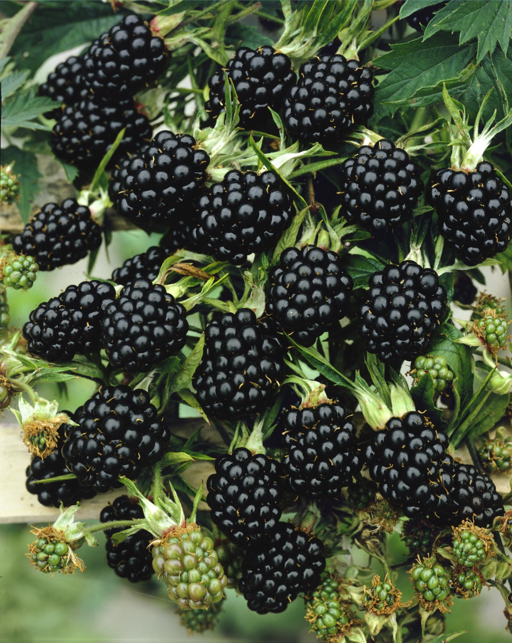 Foto: Brombeere Jumbo®