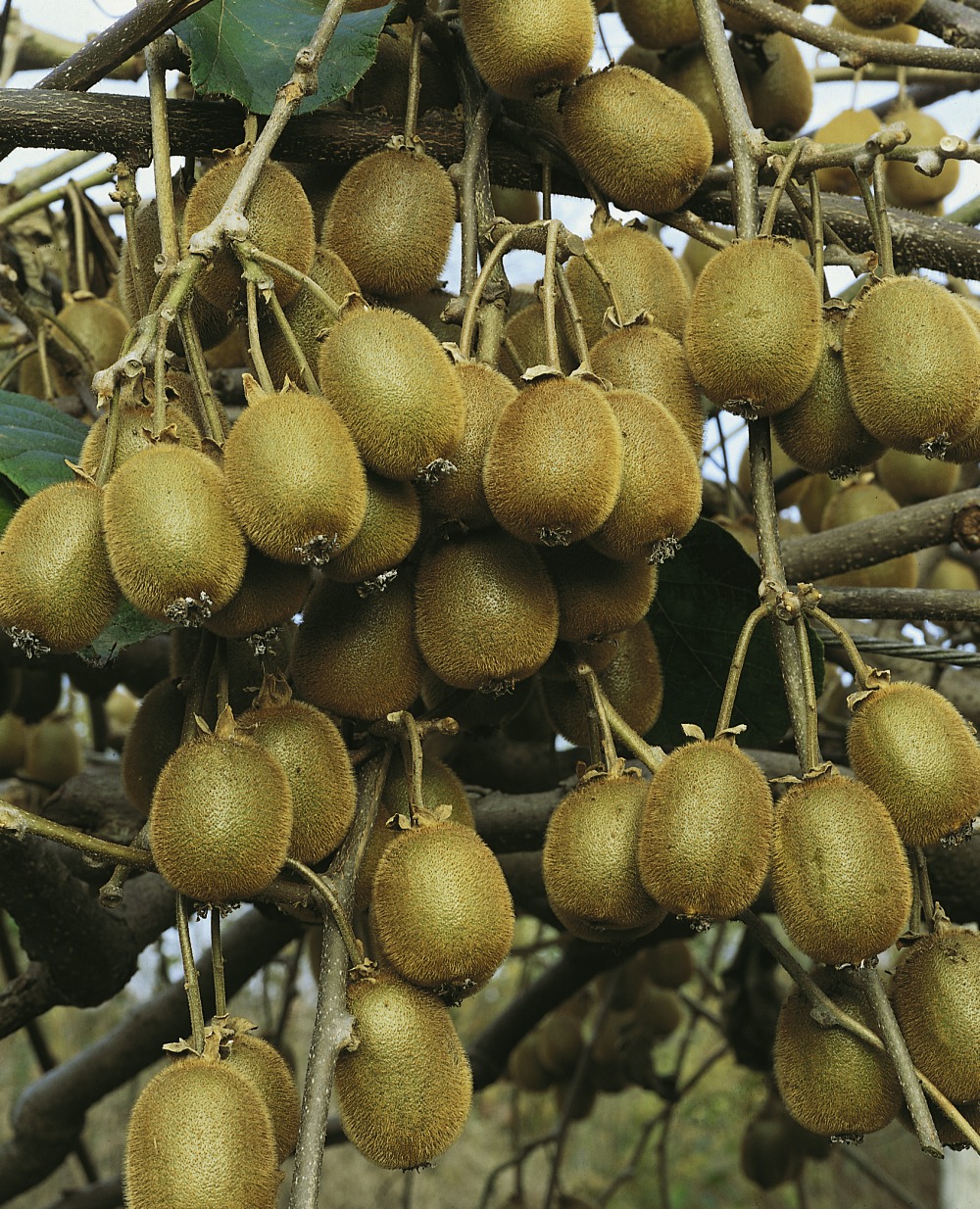 Foto: Großfruchtige Kiwi