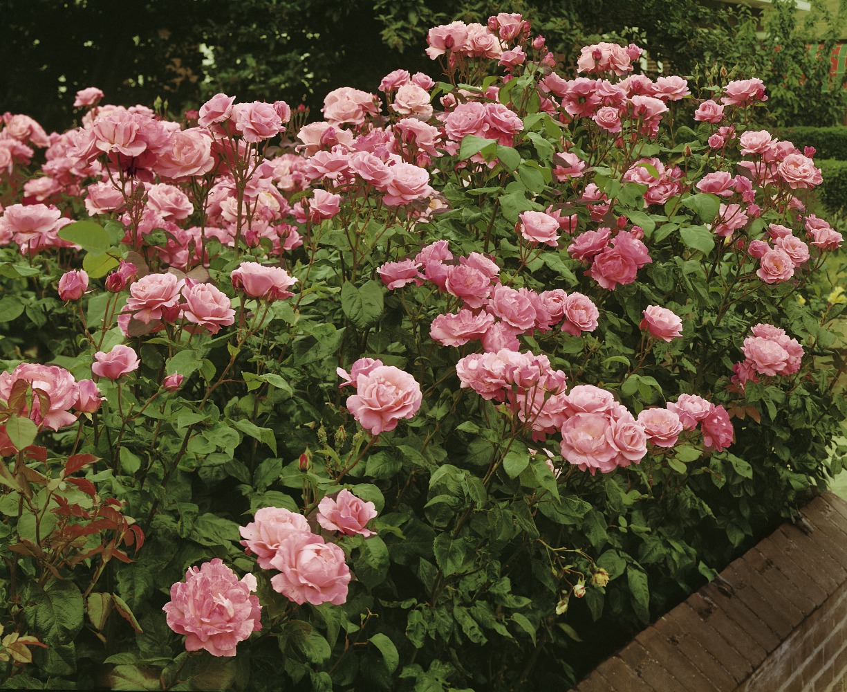 Foto: The Queen Elizabeth Rose®