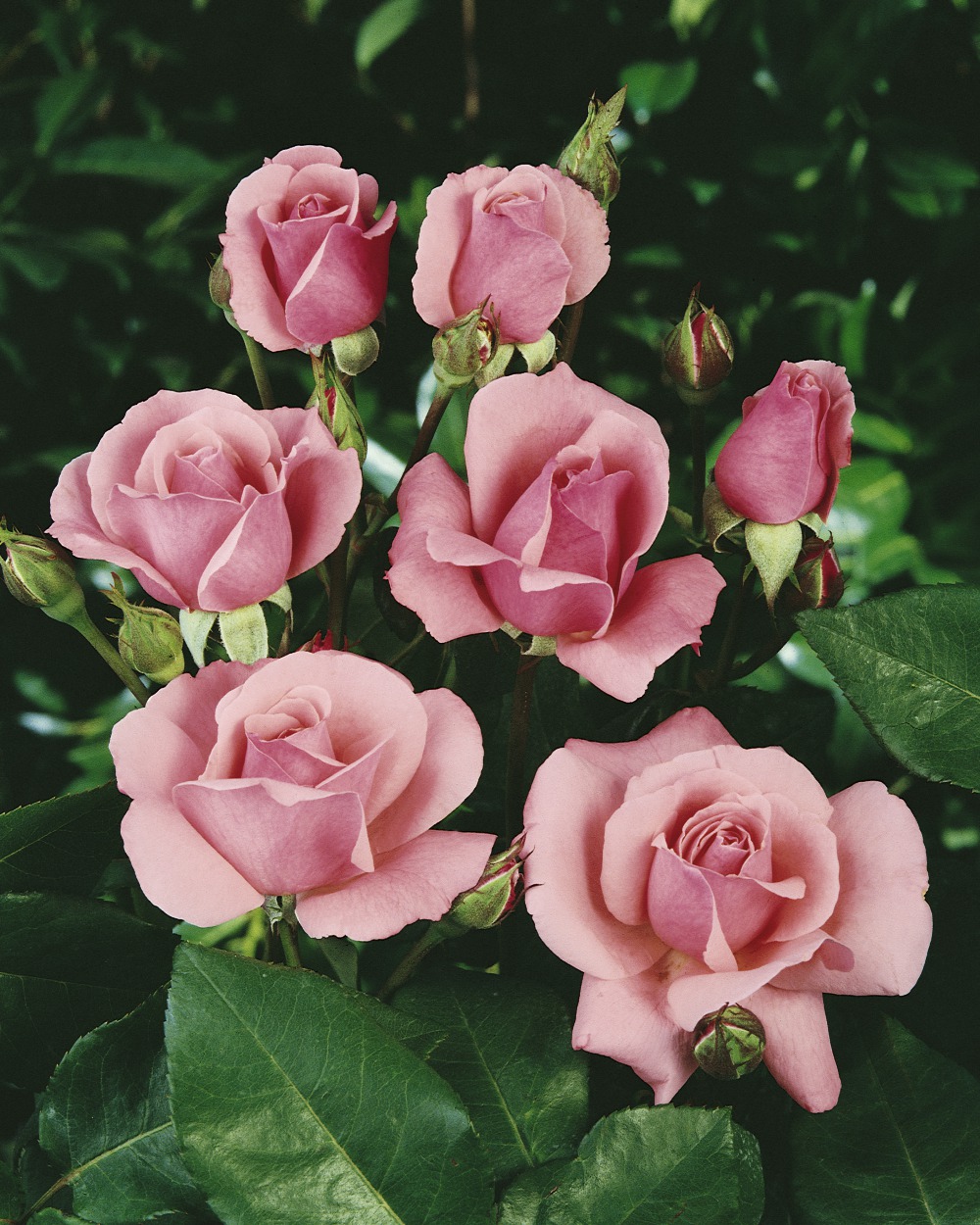 Foto: The Queen Elizabeth Rose®