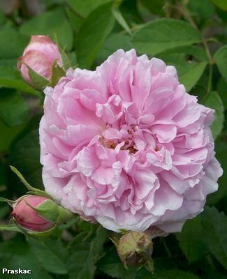 Foto: Comte de Chambord