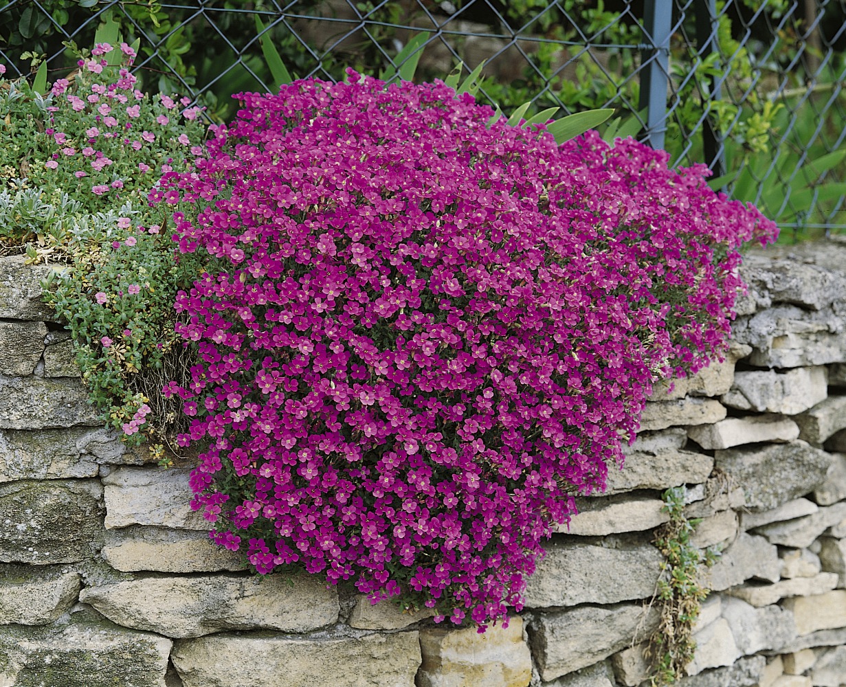 Foto: Blaukissen rot