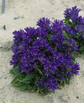 Foto: Knäuelglockenblume violett