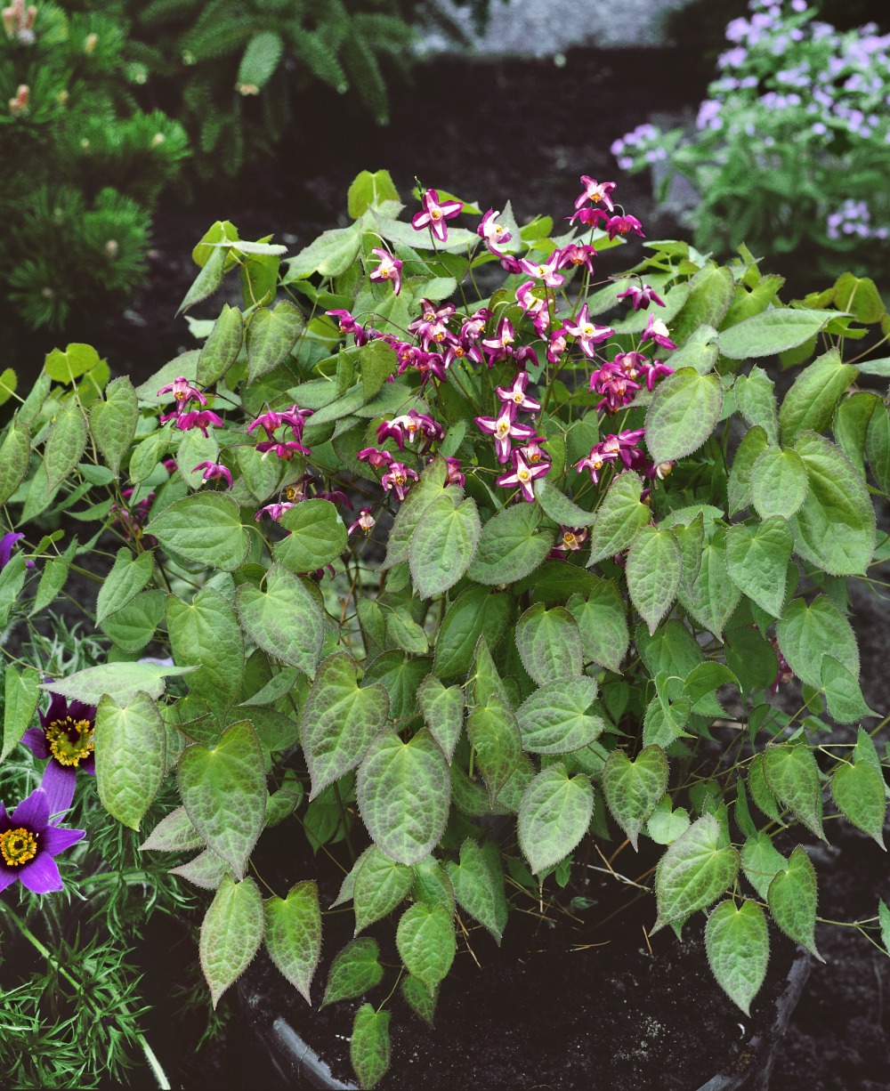 Foto: Elfenblume rot