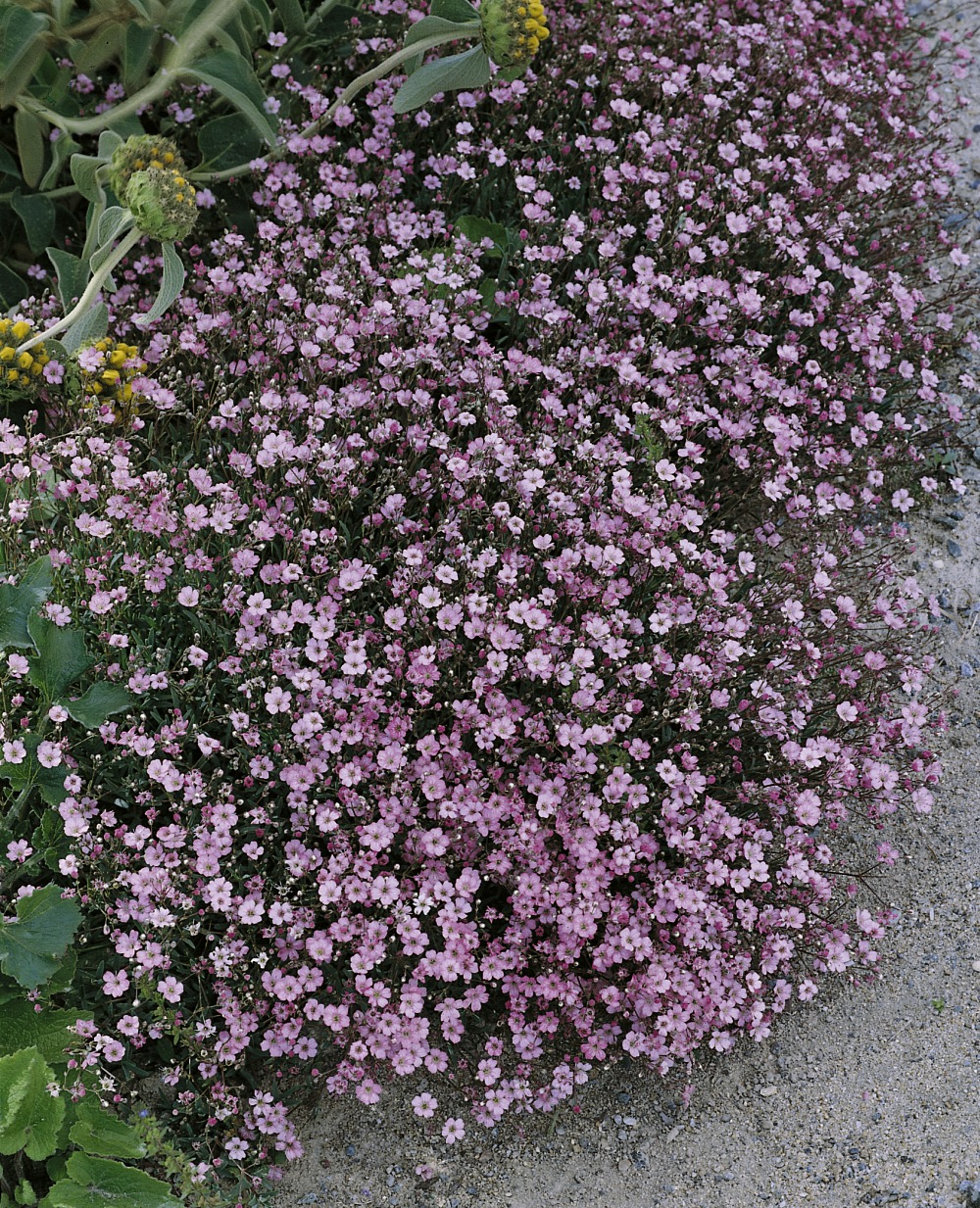 Foto: Teppichschleierkraut