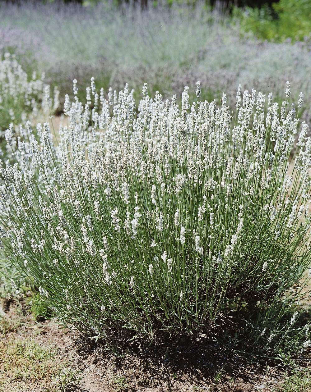 Foto: Lavendel