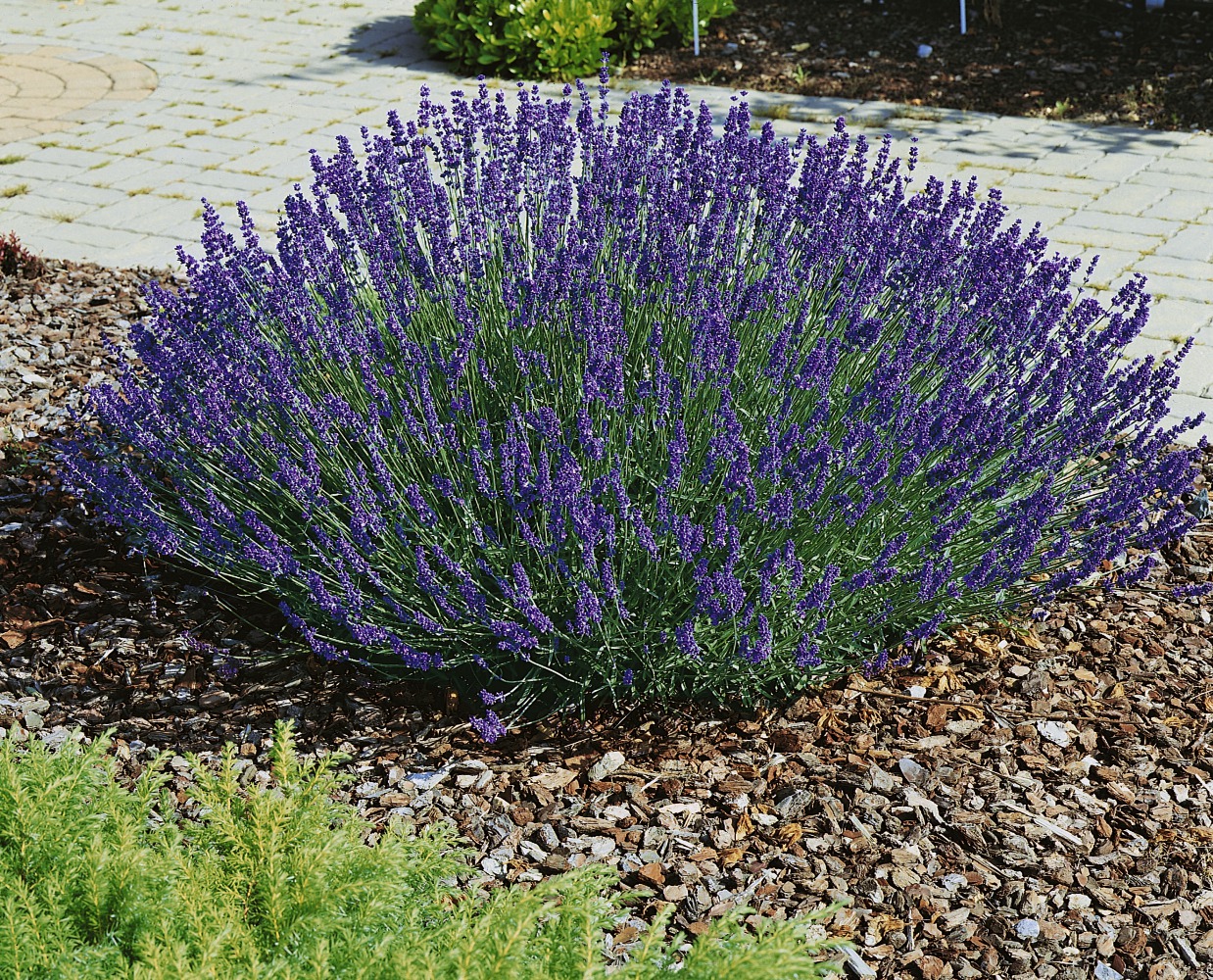 Foto: Lavendel