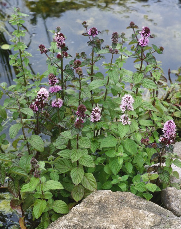 Home - Baumschulinfo - Baumschulen und Staudengärtner Österreich