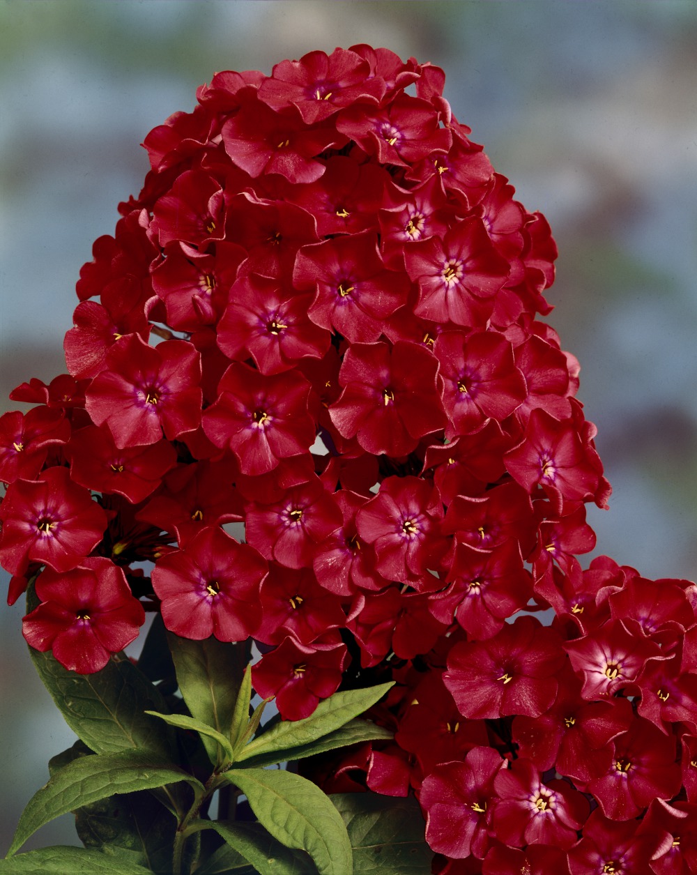 Foto: Phlox, Flammenblume