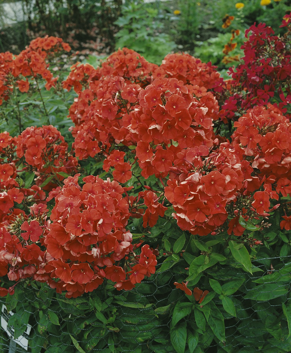 Foto: Phlox, Flammenblume